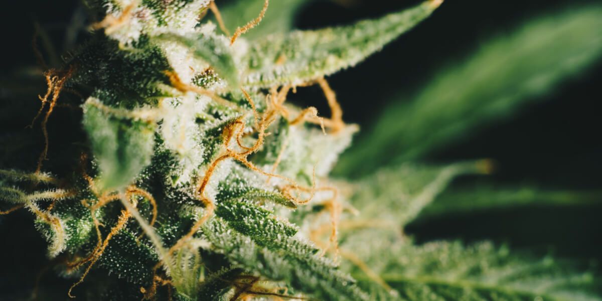 Close-up-of-a-cannabis-plant-containing-THC-(1)-guide-detail