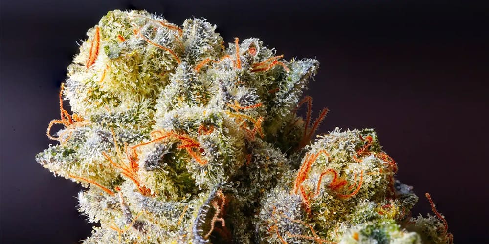 THCa-Flower