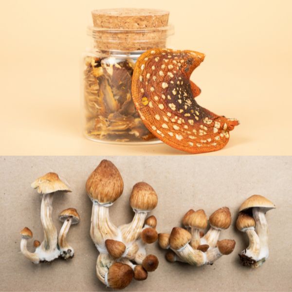 amanita_muscaria_qwin_blog_600_x_600_px_2.jpg?v=1697699143