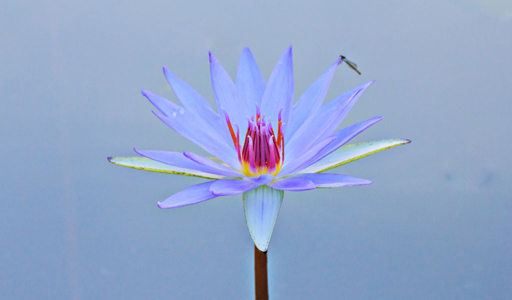 blue_lotus_legality_3_1024x1024.jpg
