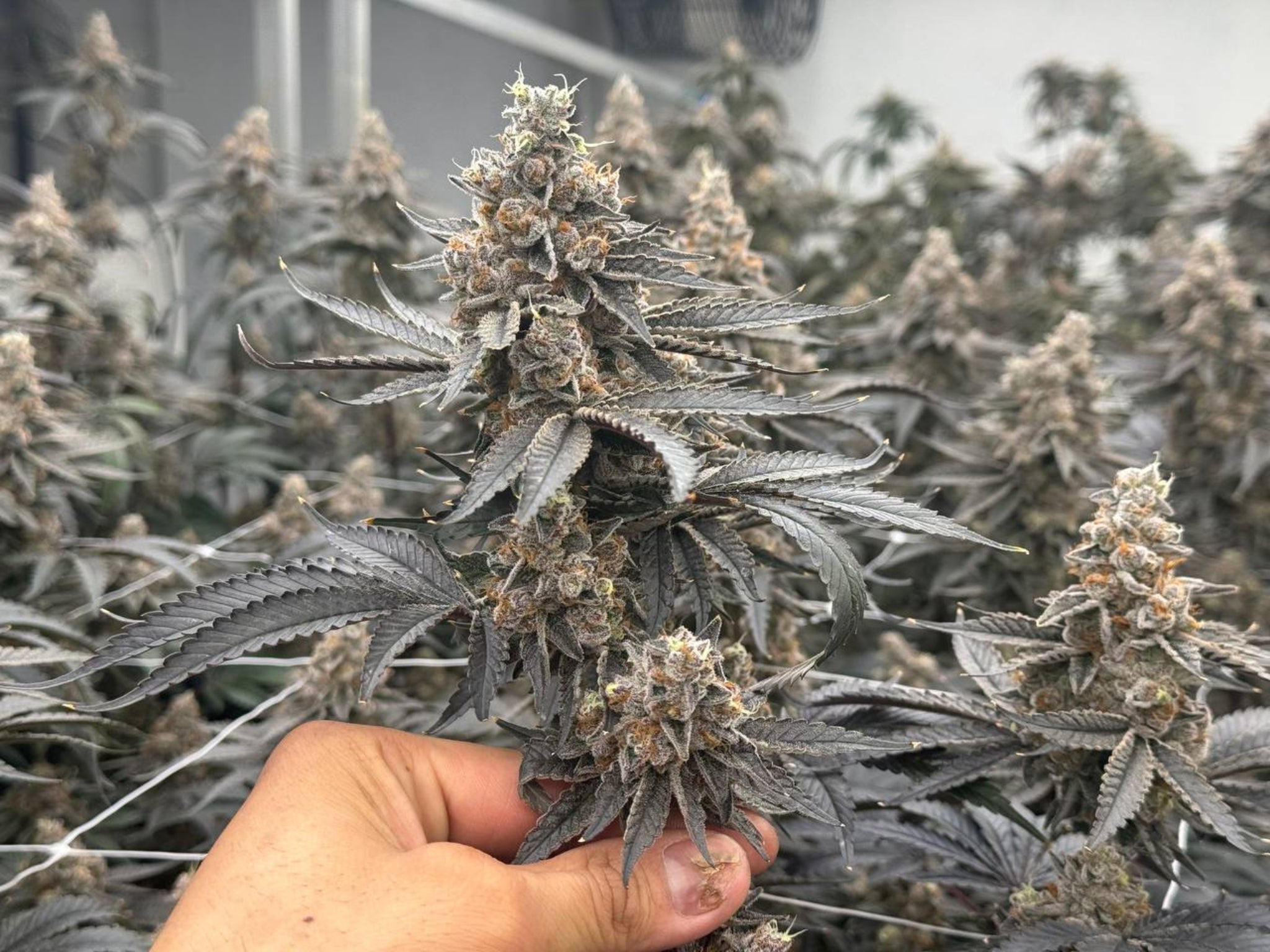 Puffy CBD